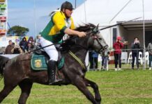 Equestrian Marvel Awaits at NAMPO Cape 2025