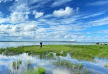 Farm the Unfarmable: Restoring Waterlogged Lands with Indigenous Solutions