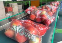 Western Cape apple and pear industry lost R1 billion to port inefficiencies
