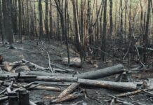 Fire risk assessments vital for buildings interfacing with nature reserves or wildland areas
