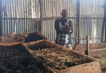 Sustainable Farming Initiative Helps Ethiopian Farmers Restore Land and Yields