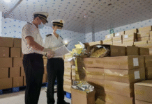 Hunan Receives First Shipment of Kenyan Macadamia Nuts, Signaling Deepening Agricultural Ties with Africa