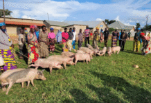 How Rwanda’s Rural Households Climb Out of Poverty Through Livestock Sharing Model