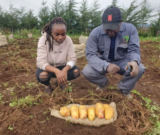 Potatoes bred at The James Hutton Institute will help to battle a major pest in Kenya