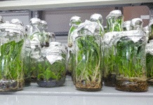 Uganda Licenses First Private Firm to Produce Tissue Culture Potato Plantlets, Boosting Farmers Access to Quality Seeds