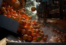 From Orchard to Table: What Makes South Africa’s SummerStar Ruby Grapefruit a Sustainable Choice