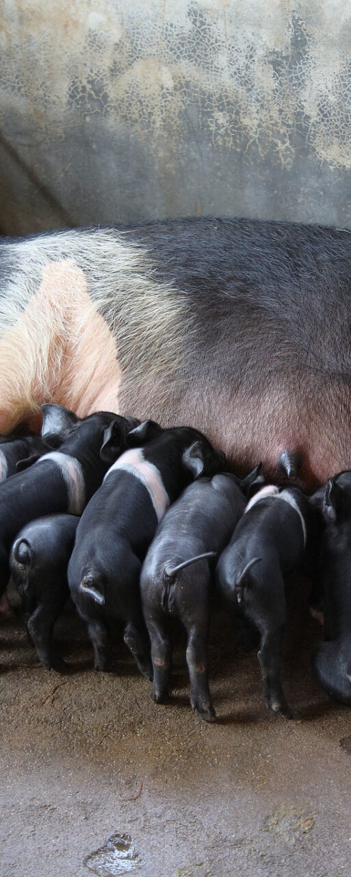 swine pigs