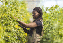 African Agriculture Holds Key to Global Sustainable Development