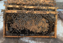 Investing in Pollination, People, and Progress: A Message to Funders and Farmers