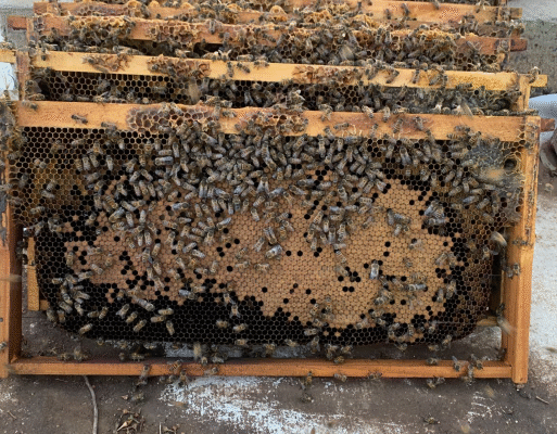 Bees