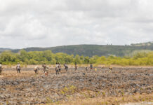 Mangroves : Nature’s biodiversity champions under the threat