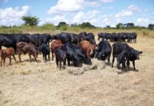Australia partners with ILRI to upskill livestock researchers from Africa and Asia