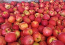 Tru-Cape Growers Drive Record-Breaking Pink Lady® Packouts Through Innovation and Collaboration