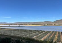 The Summer Berry Company to Unveil South Africa Partnership at Fruit Attraction 2025