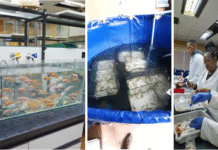 Rooibos boosts Tilapia growth in breakthrough study, powering sustainable aquaculture