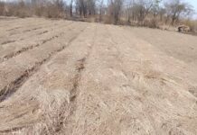 Communal Tobacco Farmers in Zimbabwe Prepare for Upcoming Season Amid Weather Uncertainty