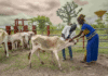WOAH launches platform to save global economy over $300 billion every year from animal diseases