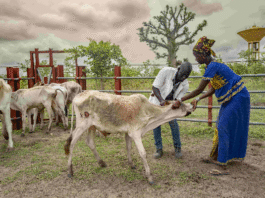 WOAH launches platform to save global economy over $300 billion every year from animal diseases