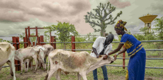 WOAH launches platform to save global economy over $300 billion every year from animal diseases