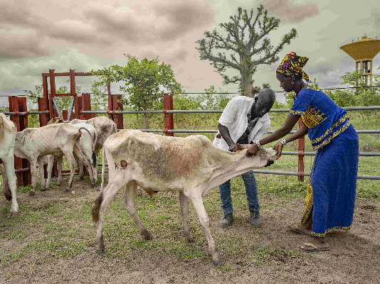 WOAH launches platform to save global economy over $300 billion every year from animal diseases