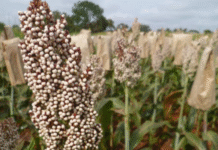 Kenyan Scientists Develop Five Bird-Resistant Sorghum Varieties to Boost Yields in Drylands