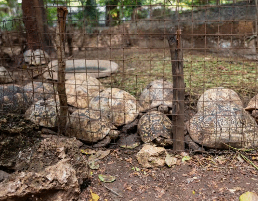 kenya tortoises captive in zoo