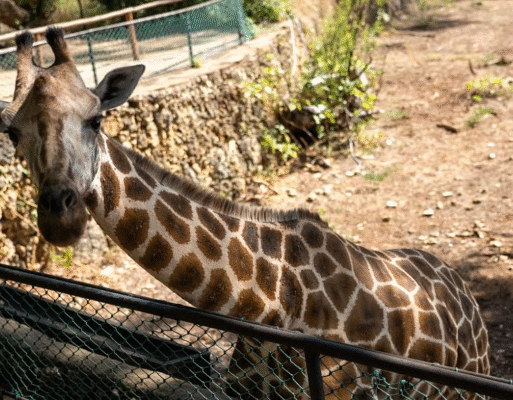 kenya zoo captive giraffe