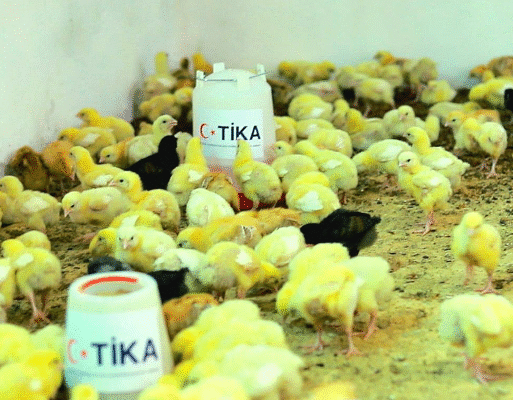 tika poultry