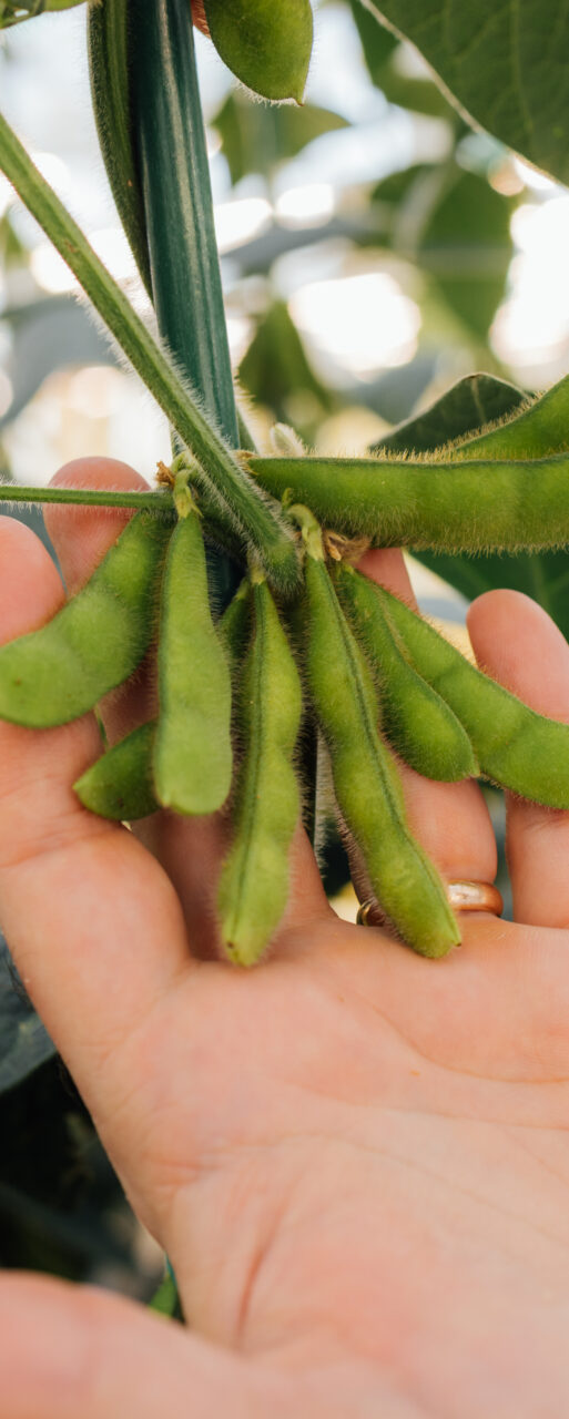 Corteva.Jan.2025.1929