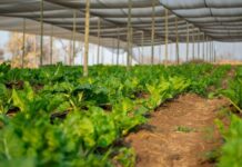 Kruger Gate Hotel partners with Siyazisiza Trust to boost micro-local food security