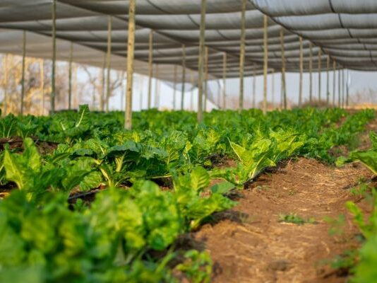 Kruger Gate Hotel partners with Siyazisiza Trust to boost micro-local food security