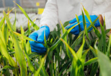 Corteva champions innovation and partnership