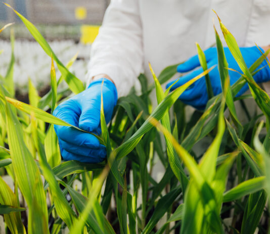 Mozambique Farmers Find Hopes on New Drought-Tolerant Bt Maize After Devastating El Niño
