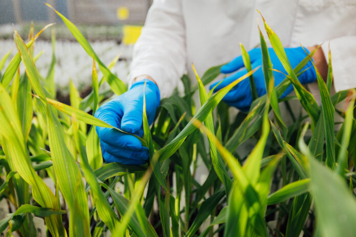 Maize_tech