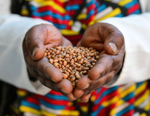 Traditional African Vegetable Seed