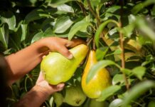 The Everyday Health Power of Apples and Pears 🍎🍐