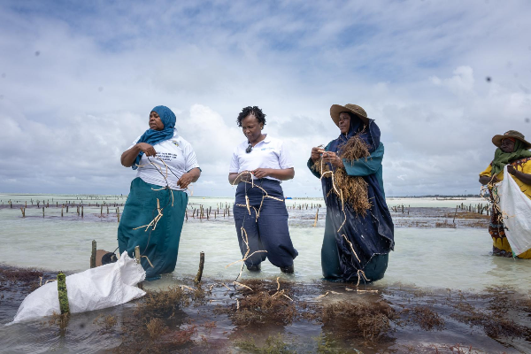 Zanzibar seaweed farmers