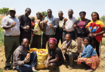 GIZ-Backed Project Unveils Four New Climate-Smart Potato Varieties in Nigeria to Boost Seed Security and Resilience