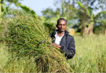 How Rwandan Dairy Farmer Increased Earnings Fourfold by Embracing Modern Farming Techniques