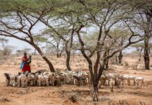 FAO, Mastercard partner to unlock livelihoods for Kenya’s youth in the livestock sector