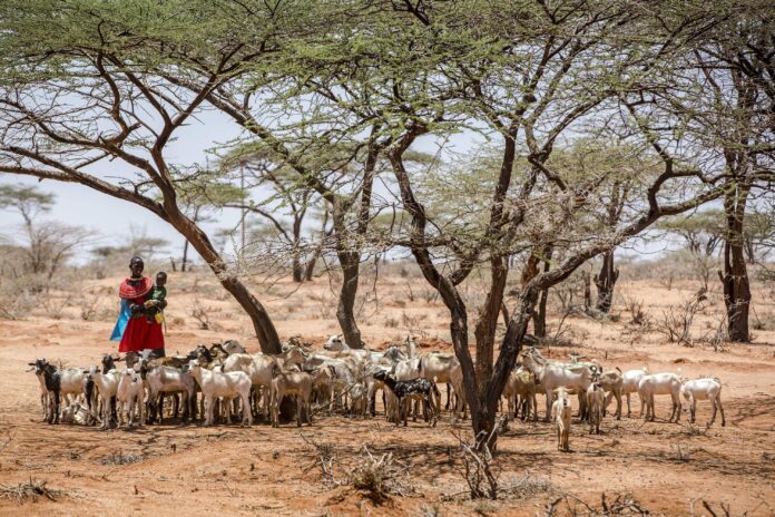 KENYA 2017. Emergency livelihood response to support drought-aff
