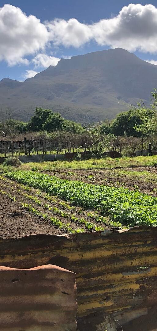 Arnold – Pigs to Plants