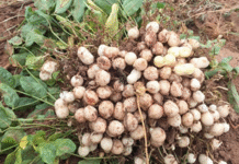 Global research team seeks to unlock potential of Bambara groundnut for food security and climate resilience
