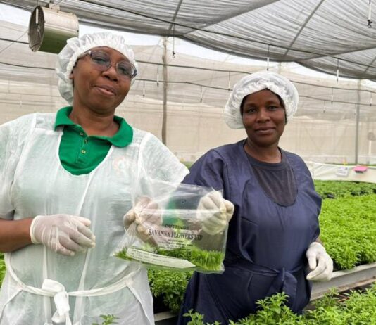 Kenya Starts Exporting Rare Ornamental Plants to EU After Lifting of Restrictions