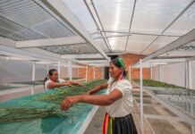 COP30: the business case for investing in climate adaptation is compelling