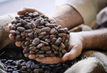 Moving Commodities, Creating Value: MSC’s Role in Africa’s Cocoa Supply Chain