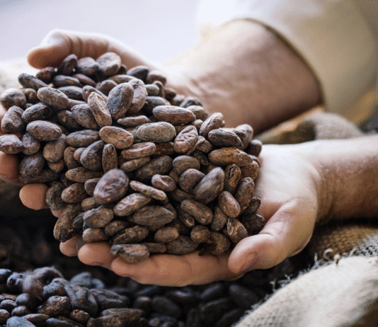 Moving Commodities, Creating Value: MSC’s Role in Africa’s Cocoa Supply Chain