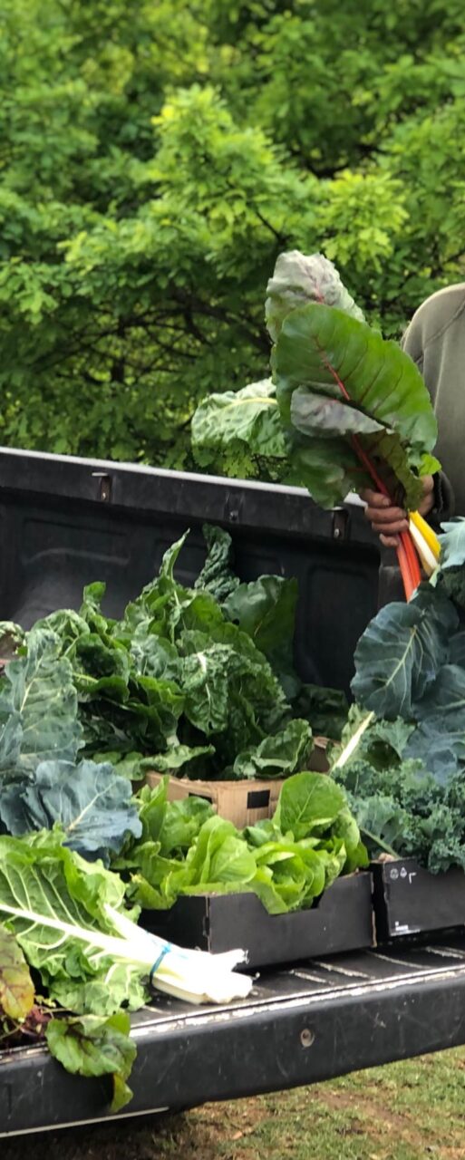 Oom Pieter – Pigs to Plants