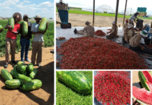 How Smallholder Farmers Are Thriving Through Seriti’s Agri-Nodes Initiative