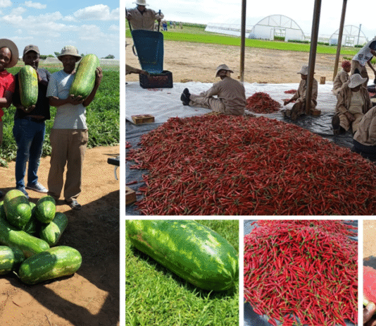 How Smallholder Farmers Are Thriving Through Seriti’s Agri-Nodes Initiative
